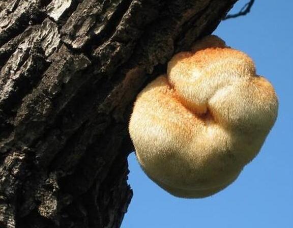 食用菌